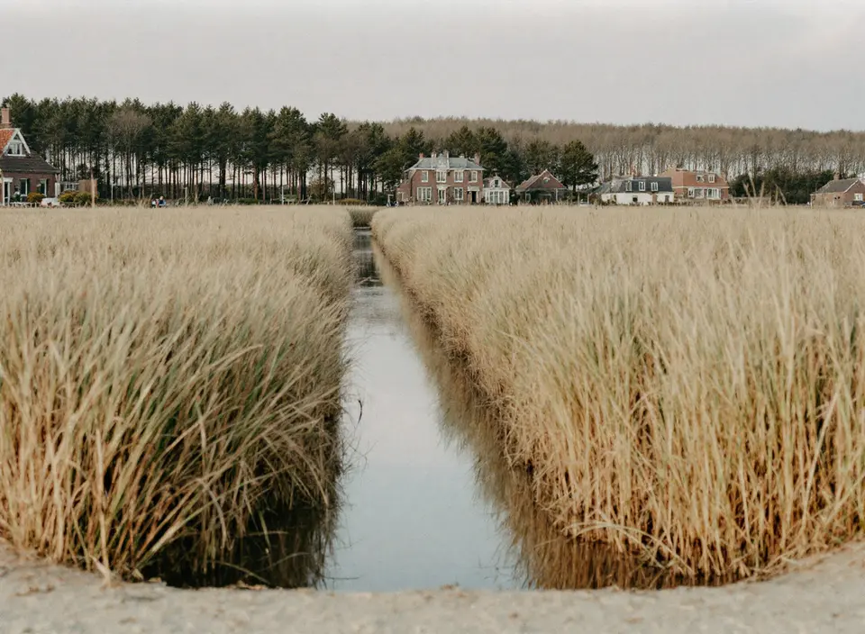 Duinlandschap met helmgras en een rechte waterloop voor drinkwaterwinning, met dennenbos en huizen op de achtergrond